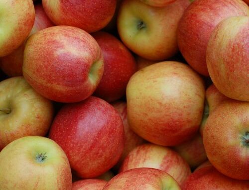 Äpfel nach der Ernte richtig lagern