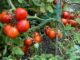 Tomaten im Garten anbauen